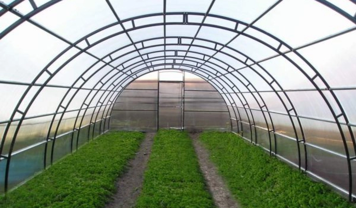 Промышленные теплицы: конструктивные особенности и ассортимент сооружений