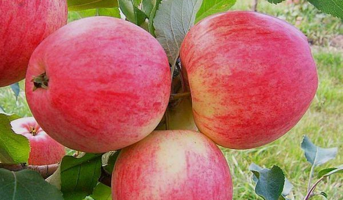 Покупка саженцев яблонь в питомнике: особенности выбора растений