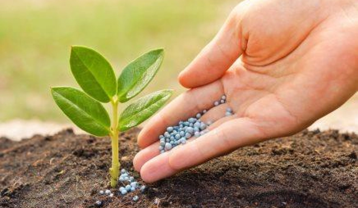 Как правильно выбрать удобрения