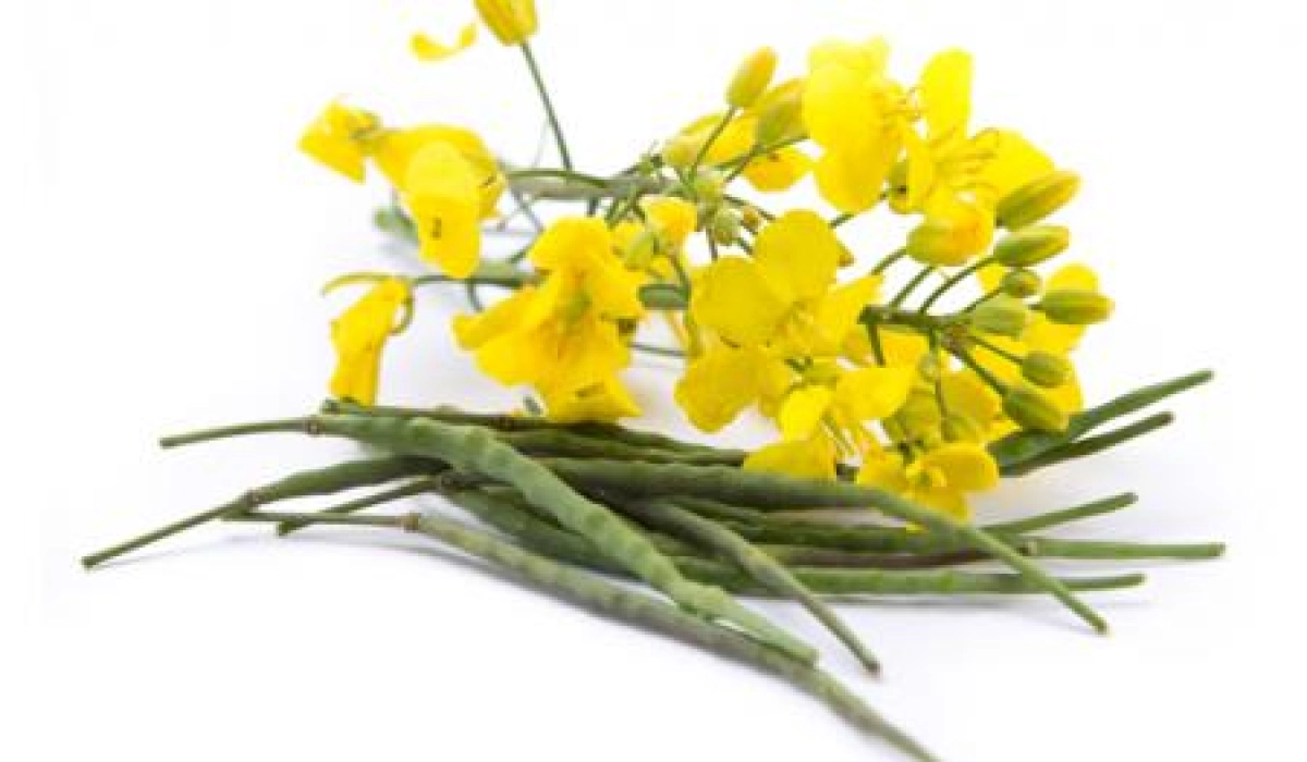 Конфидор – «защитник» рапса