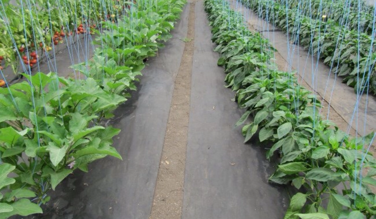 Основные разновидности агроволокна и его уникальные свойства