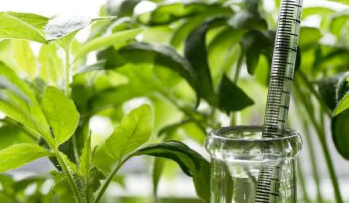 Биостимуляторы для растений: целевые задачи и принцип действия