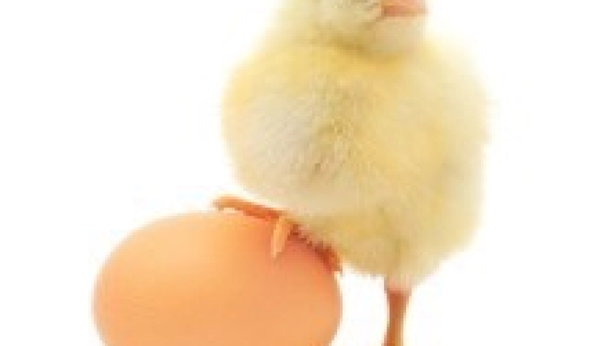 Производство полуфабрикатов из сельскохозяйственной птицы: оборудование