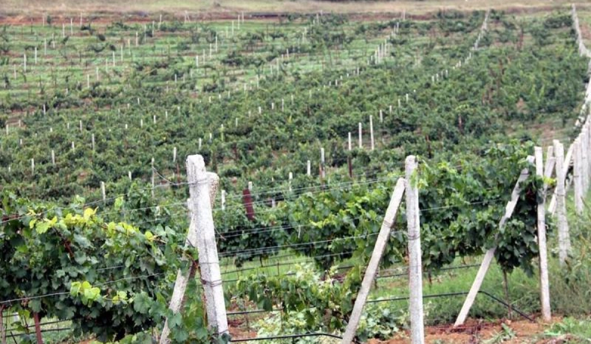 Полевые весенние работы на виноградниках ОАО «Дербентский завод игристых вин»