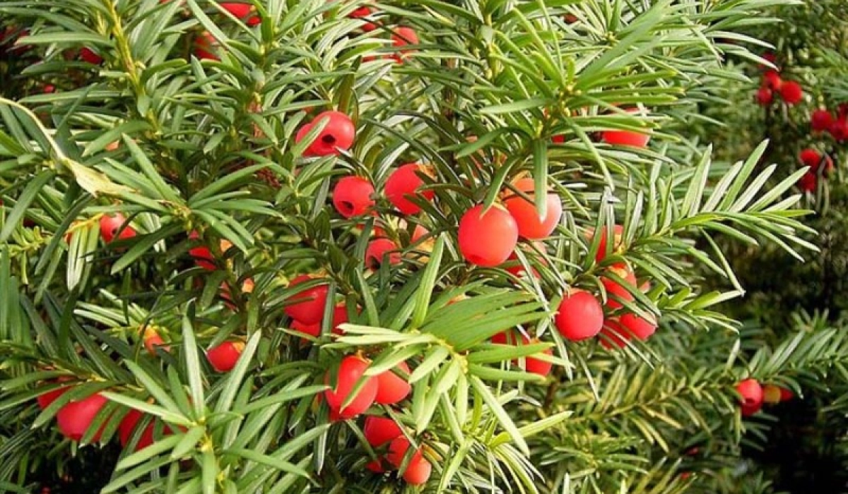 Питомник растений который стоит посетить