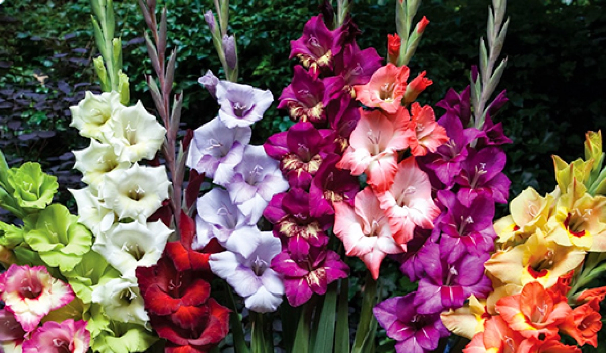 Самые популярные сорта гладиолусов в 2018 году