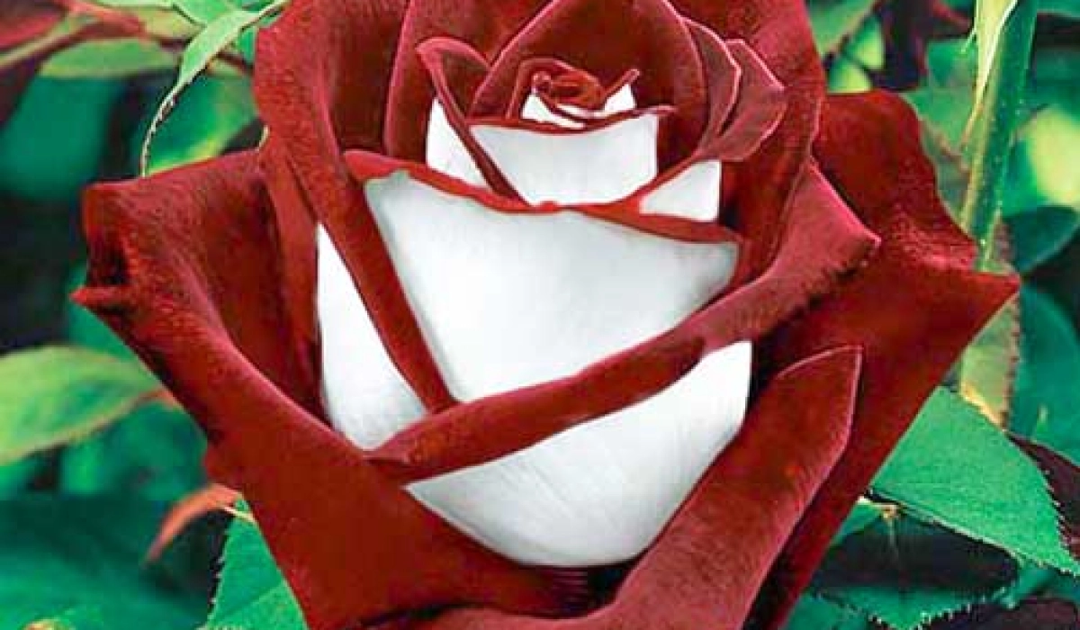 Розы – сорта и применение цветов на участке