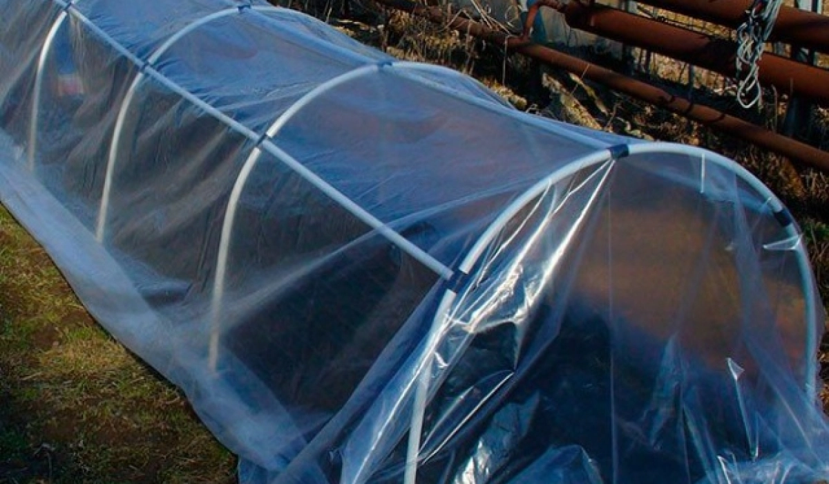 Парники для огурцов: как организовать