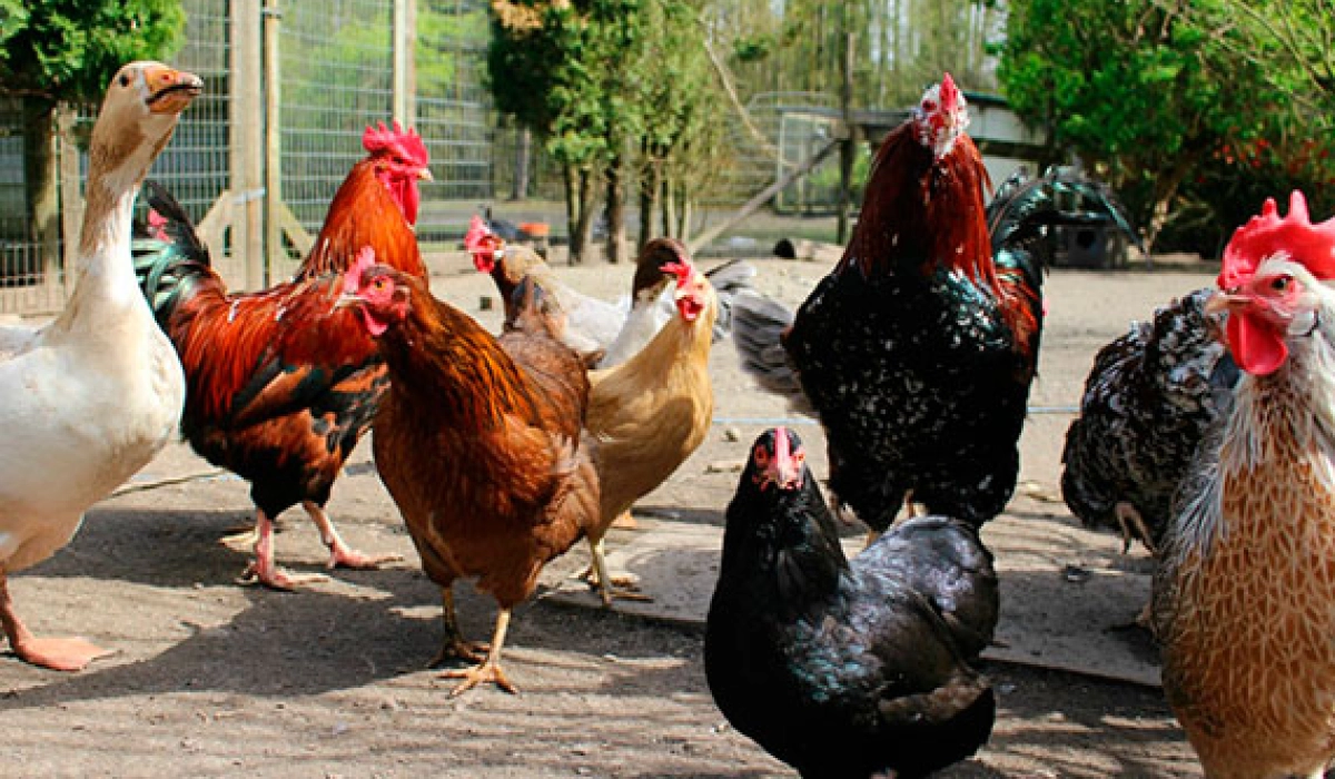 Комбикорма для птиц