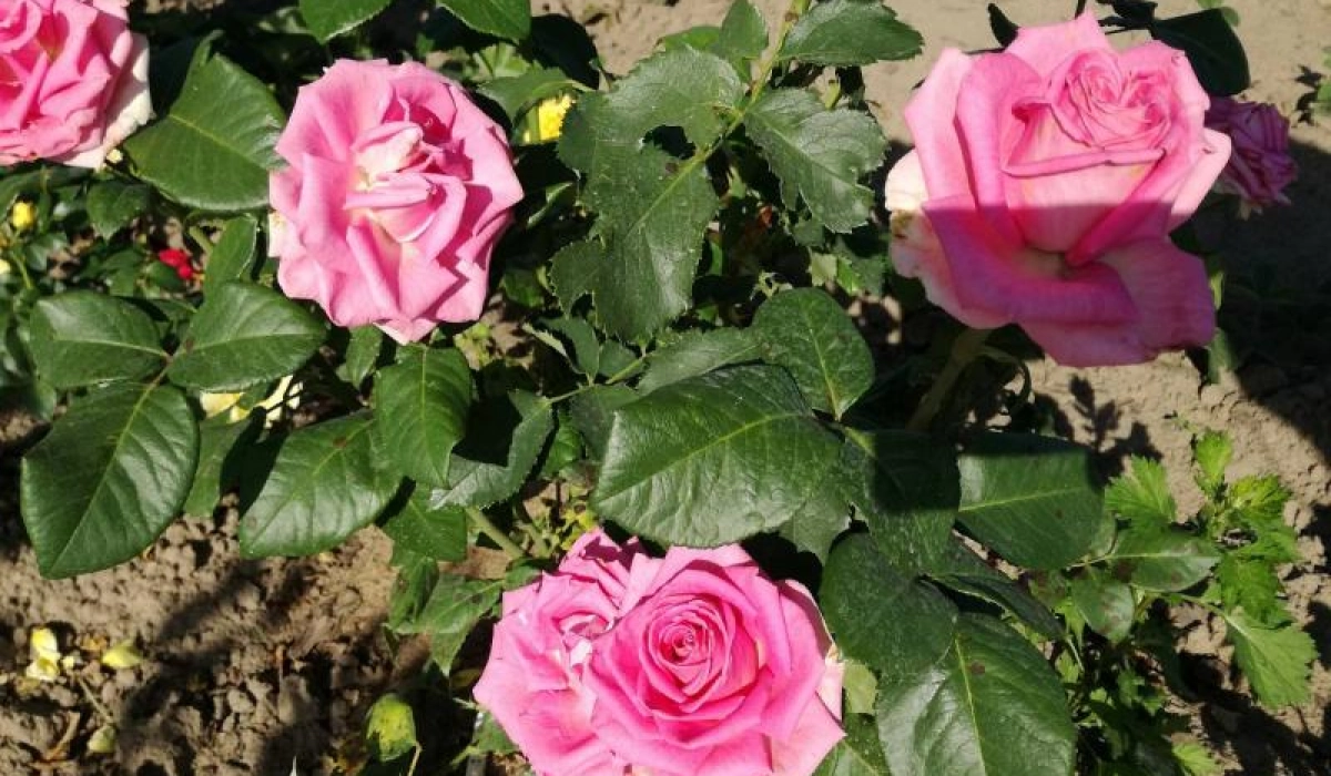 Нюансы покупки саженцев роз