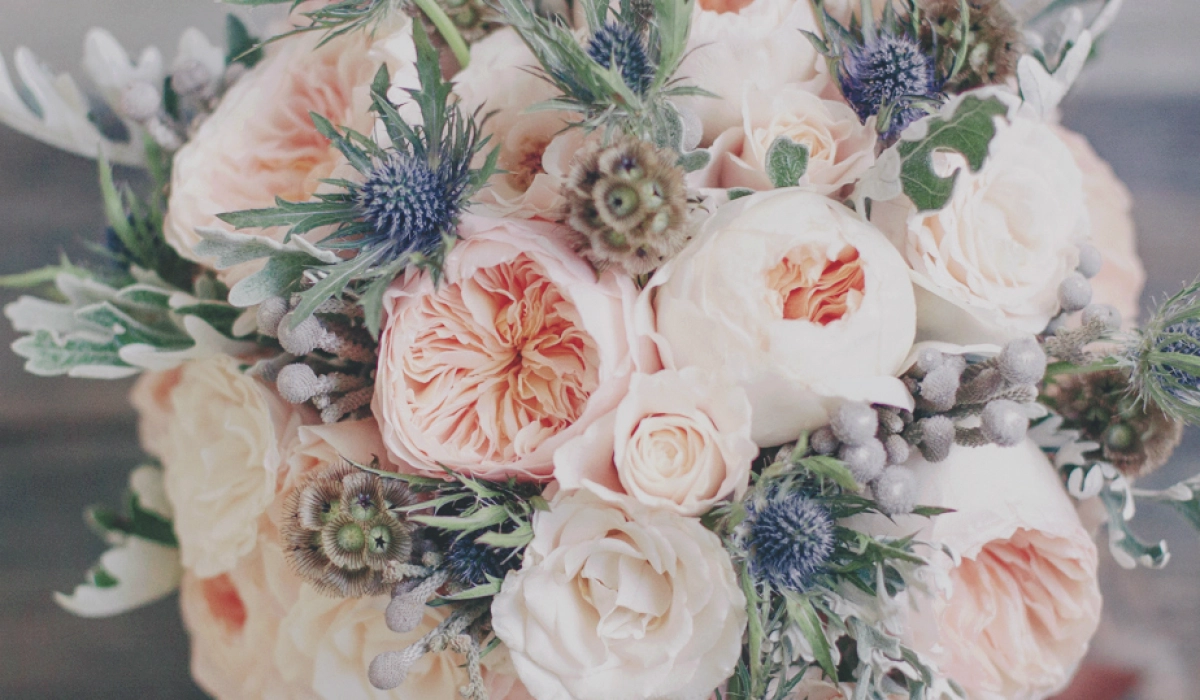 Особенности выбора саженцев роз Дэвида Остина