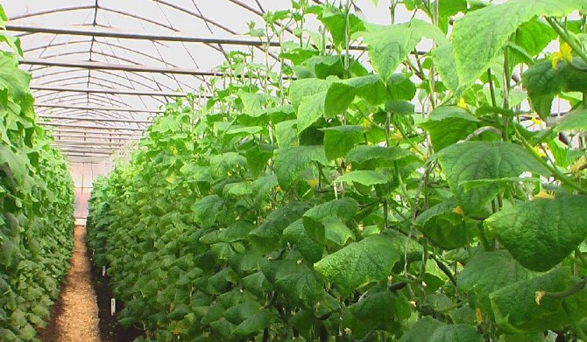 Выращивание огурцов в теплице