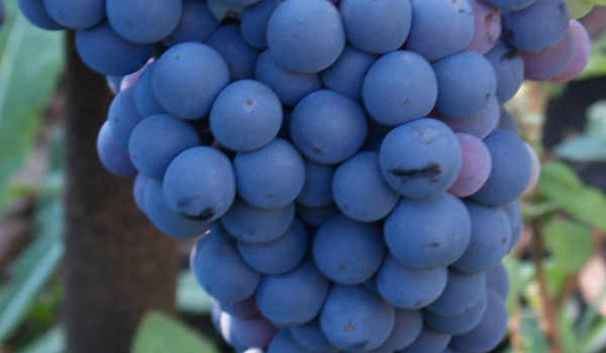 Виноград кишмиш – польза ягод