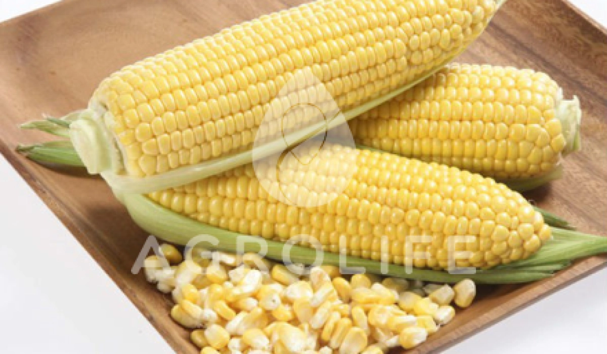 Как правильно купить семена кукурузы?