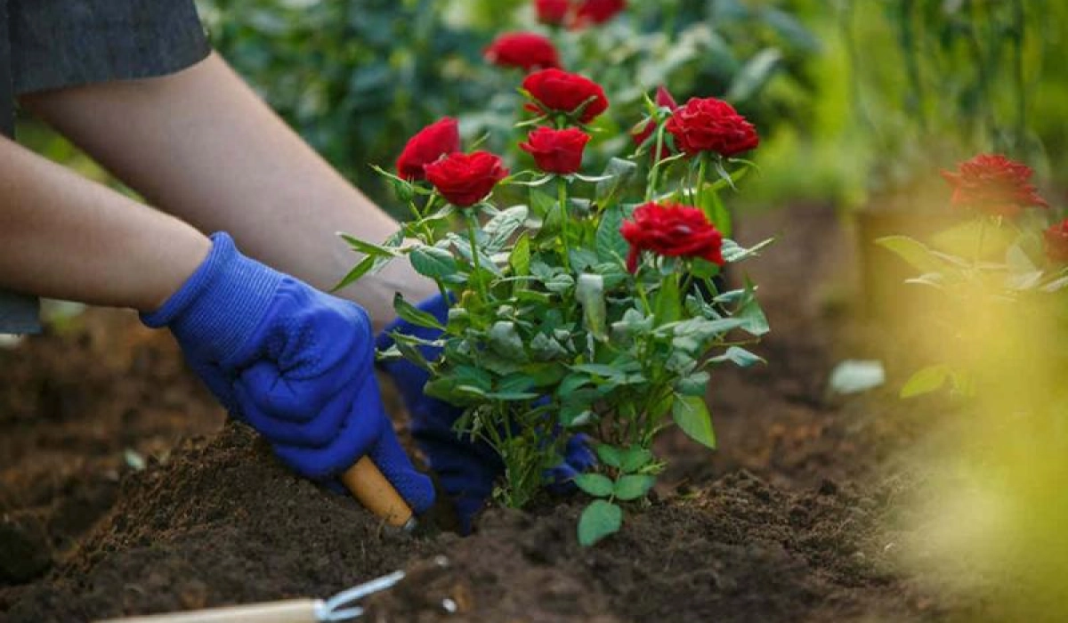 Почему фермеры и владельцы приусадебных участков выбирают компанию LETO