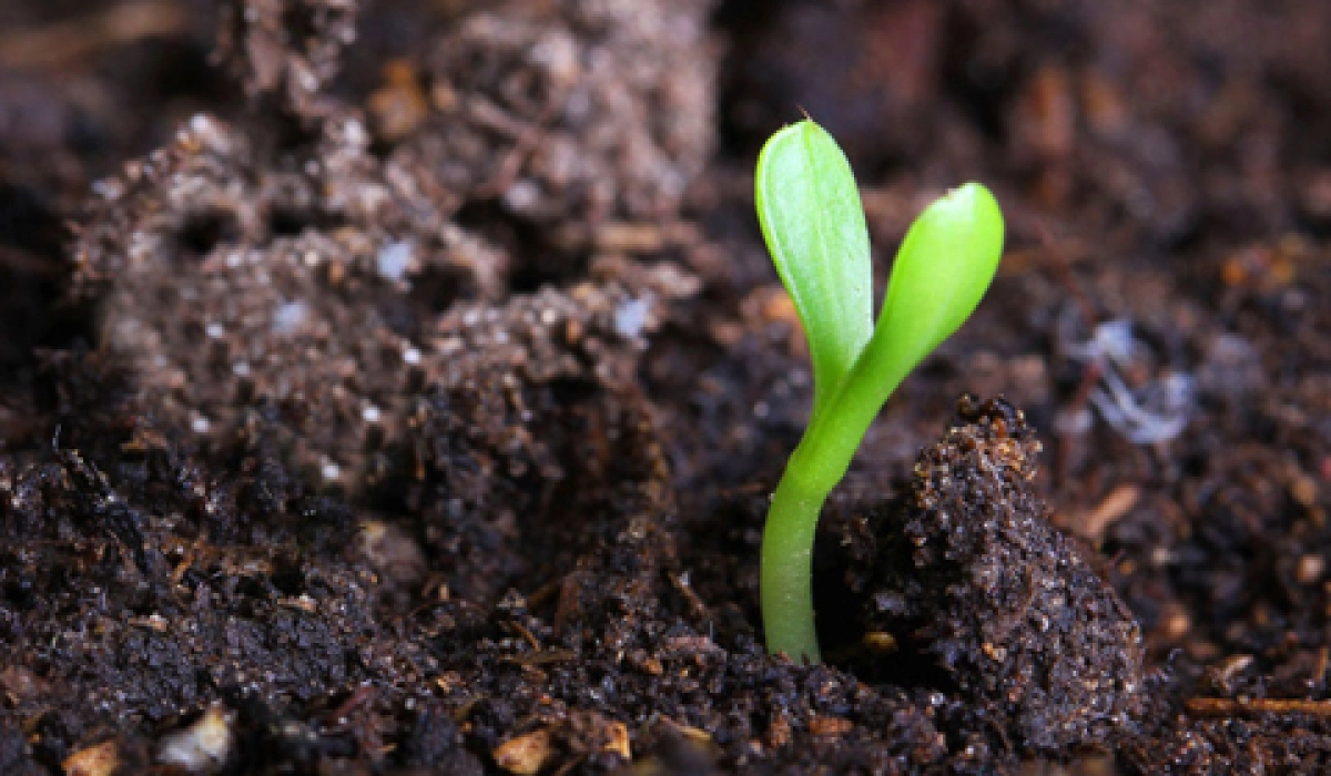 Плодородный грунт для богатого урожая