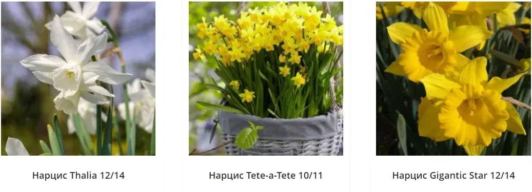 6aad81b75f7c5.webp