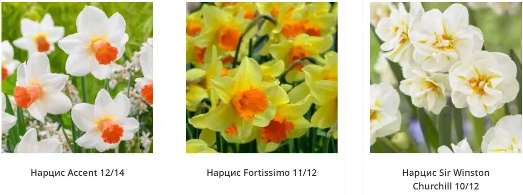 6aad81b76295b.webp