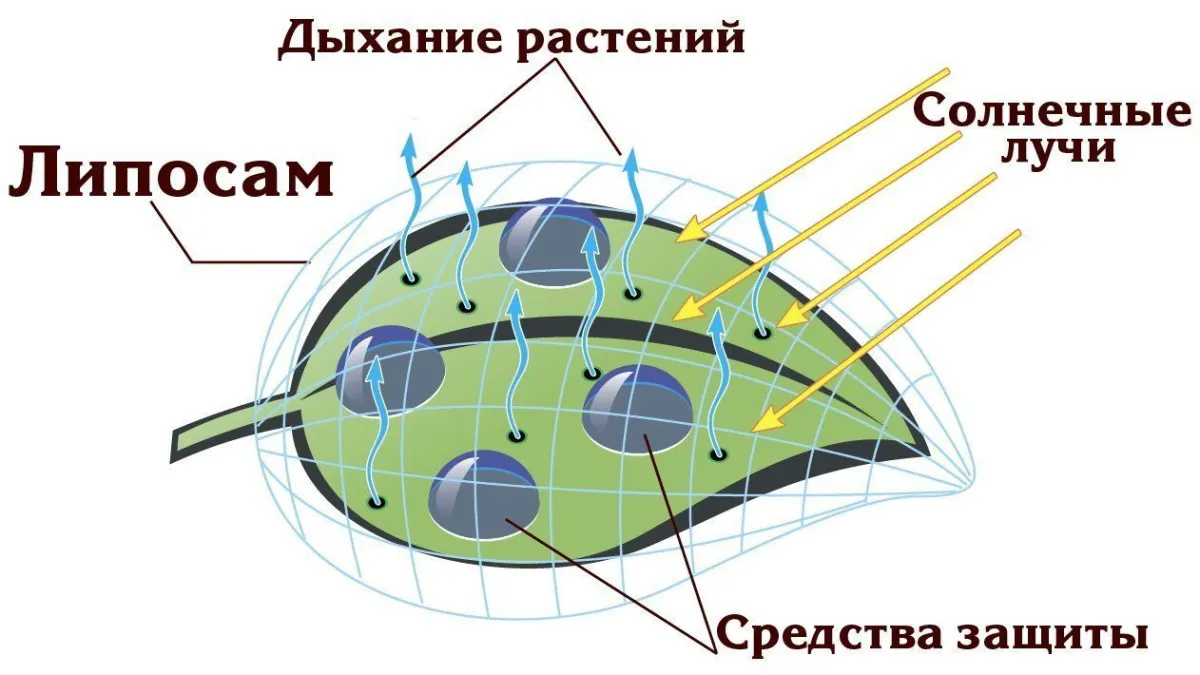 Прилипач - що це таке і навіщо його використовують фермери та дачники — иллюстрация 2