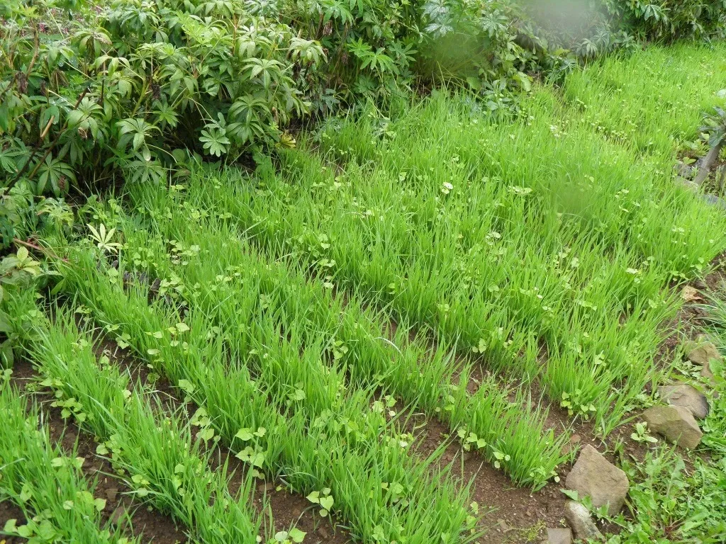 Useful Tips for Those Who Decided to Take Up Organic Gardening — иллюстрация 3