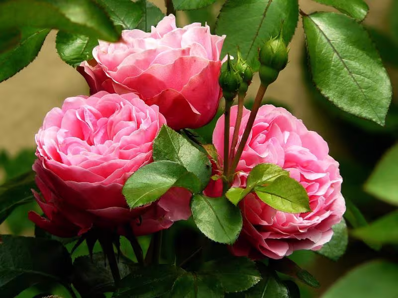 розы красные саженцы - Florium.ua