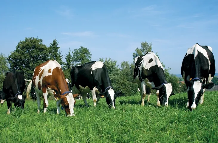 What does the use of pastures in livestock farming provide? — иллюстрация 2