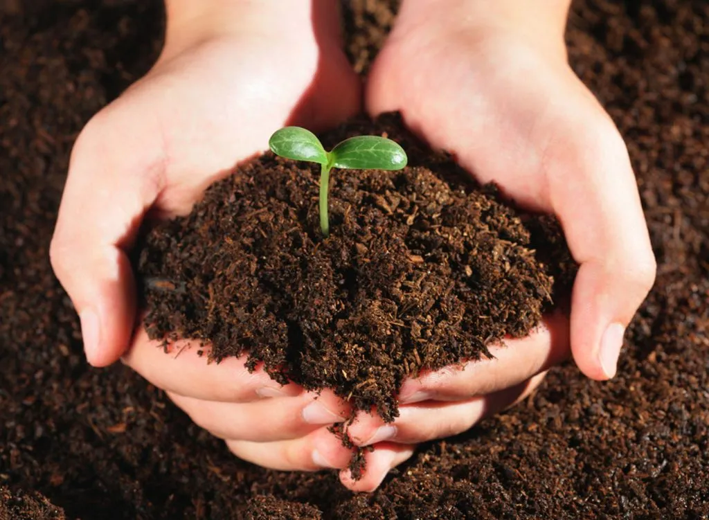 Natural fertilizers for plants 