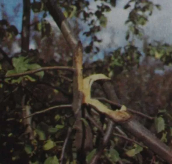tmp35C2-2.jpg