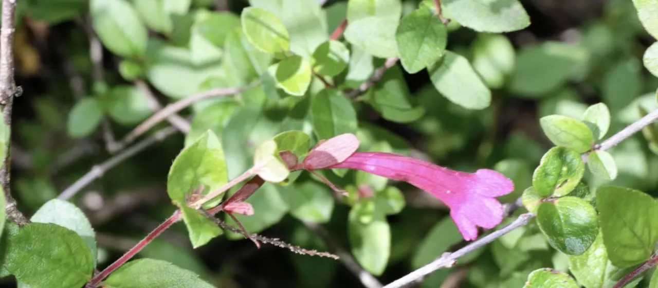 Mexican Abelia