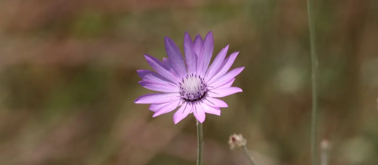 Immortelle
