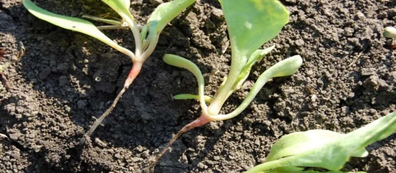 Beet black leg