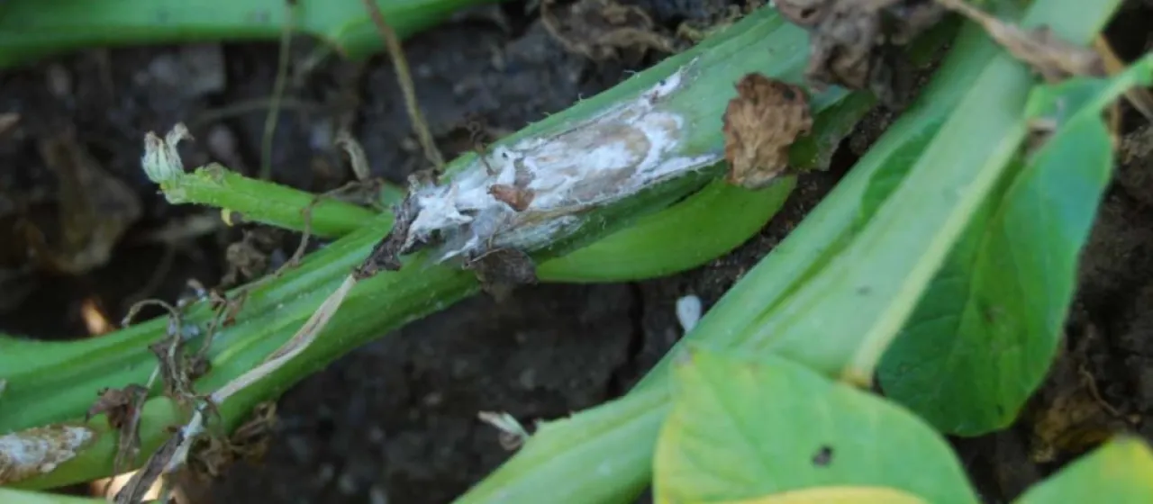 Sclerotinia stem rot of potato