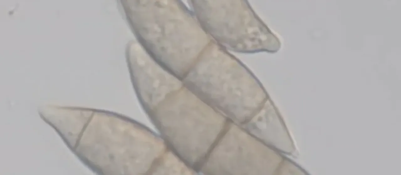 Stem rot of rice