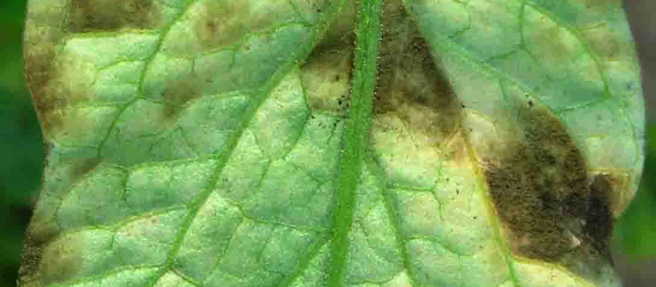 Mold
