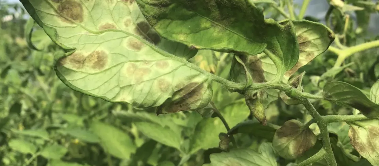 Gray leaf spot