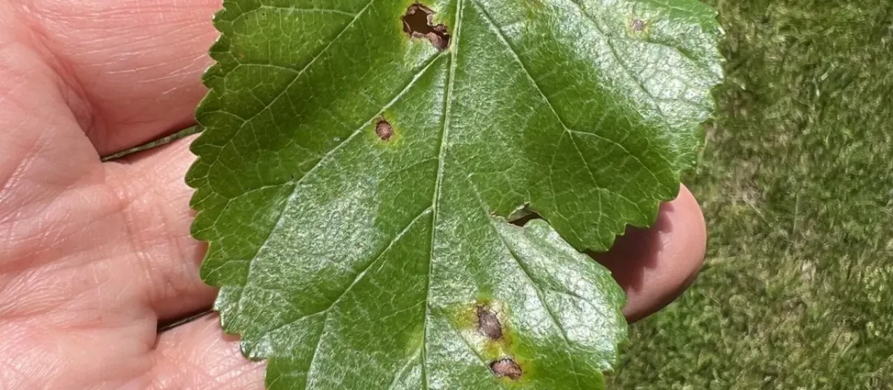 Cercospora leaf spot