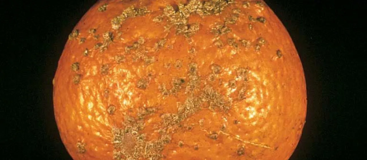 Citrus Melanose
