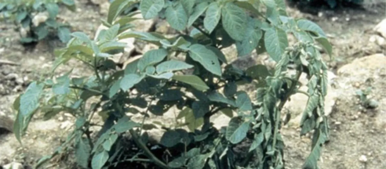 Bacterial wilt