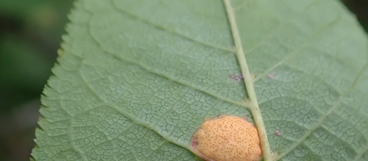 Red leaf blotch