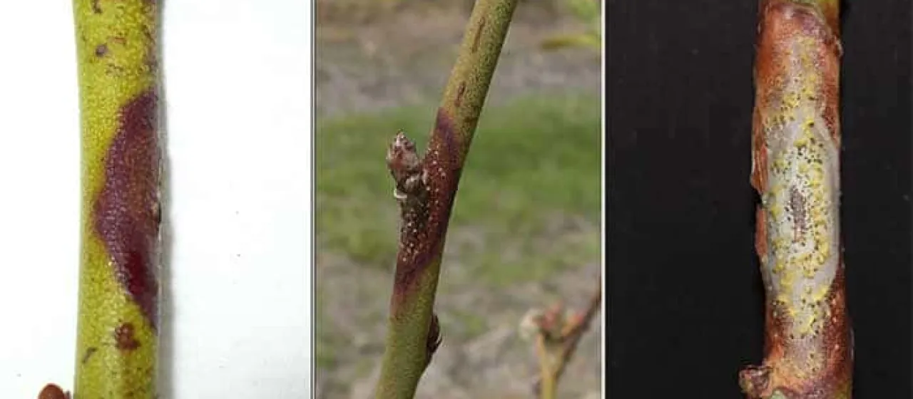 Godronia canker