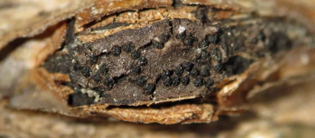 Eastern filbert blight