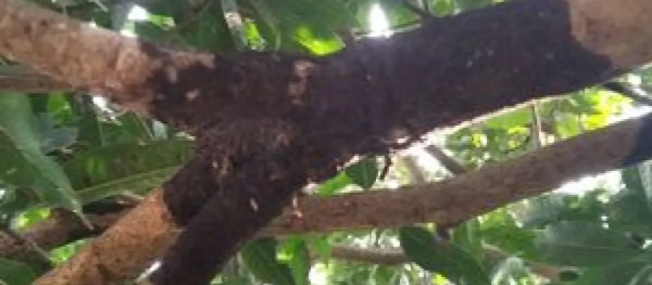 Black banded disease