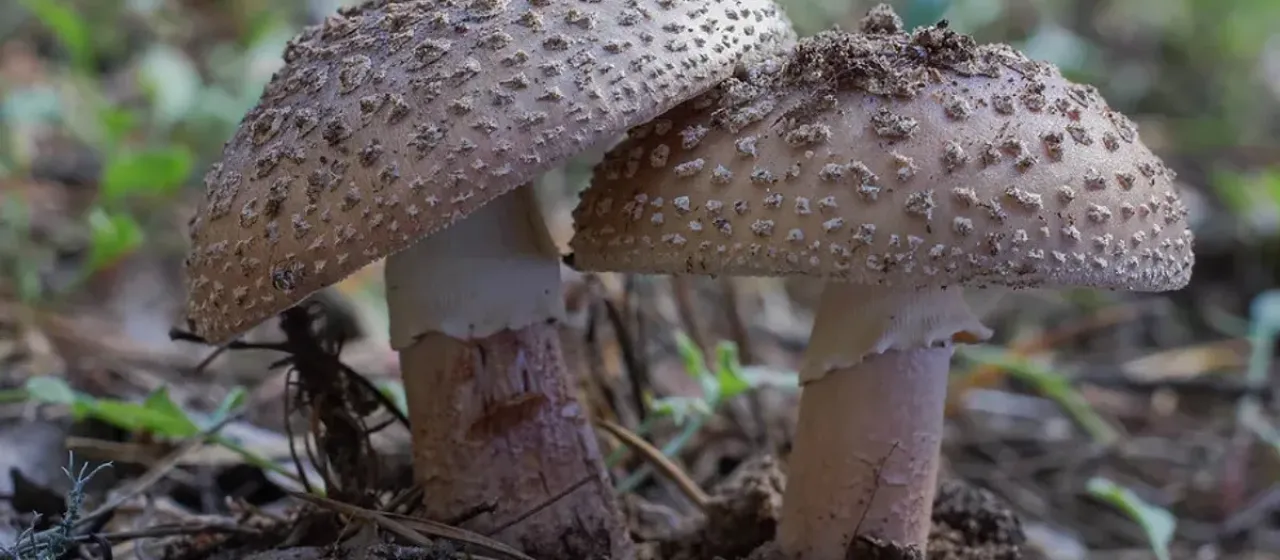 Blusher mushroom