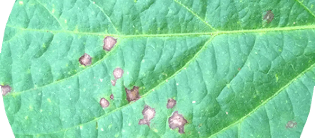 Purple seed stain