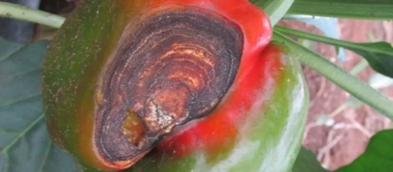 Pepper anthracnose