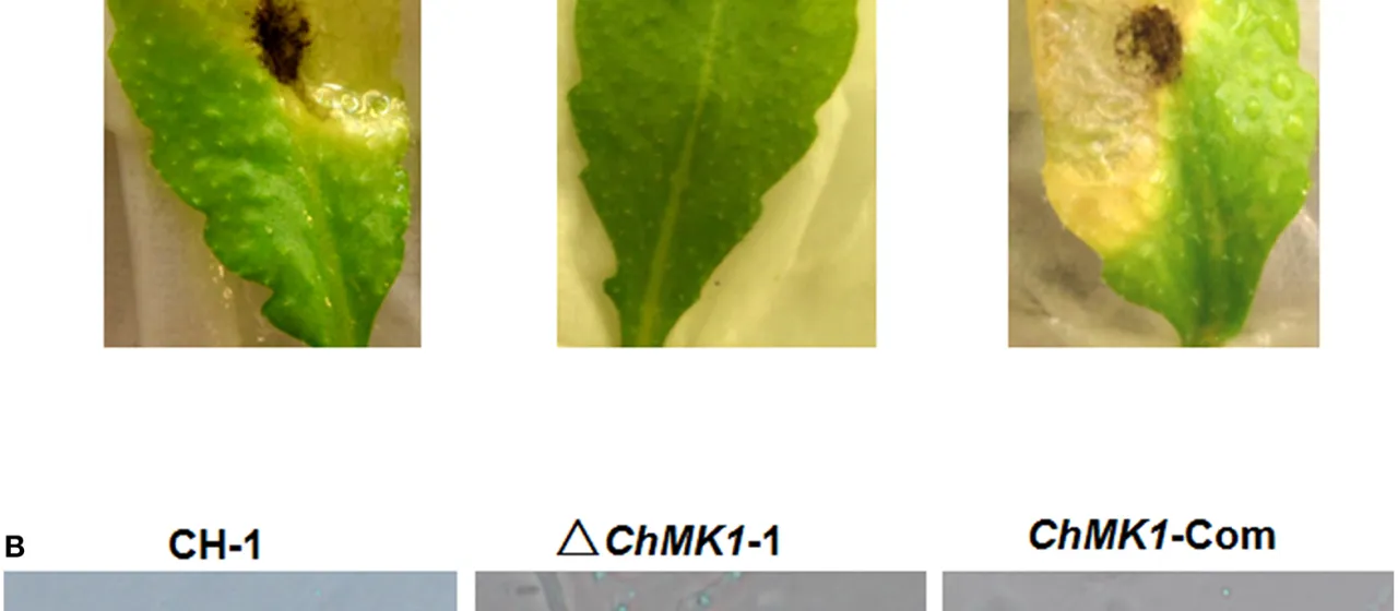 Crucifer anthracnose