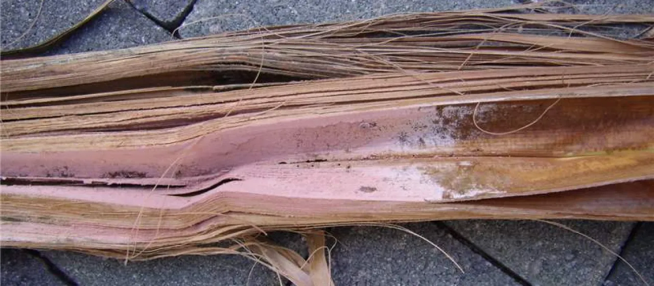Pink rot of palms