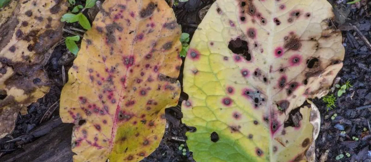 Ramularia leaf spot of sorrel