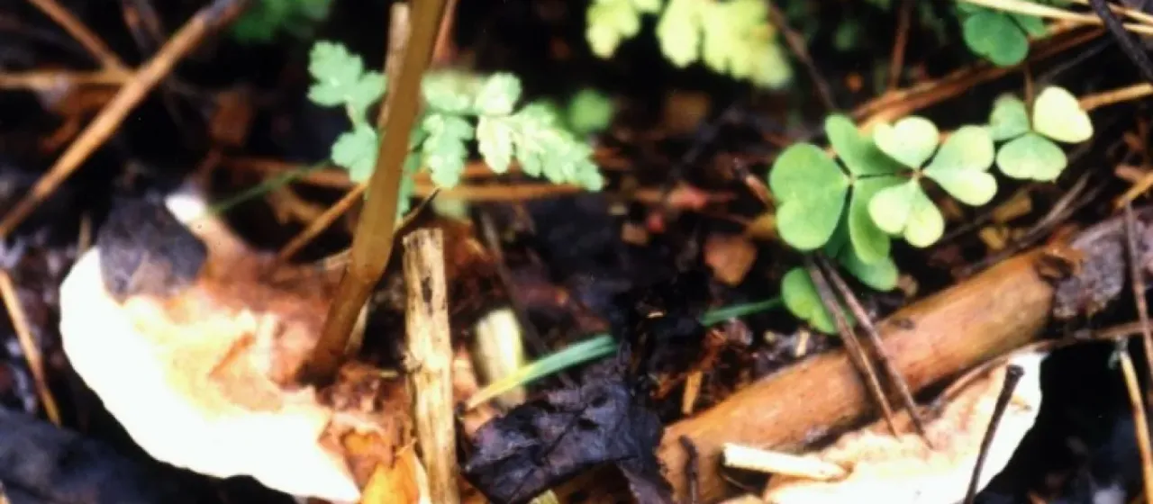 Phlebiopsis gigantea