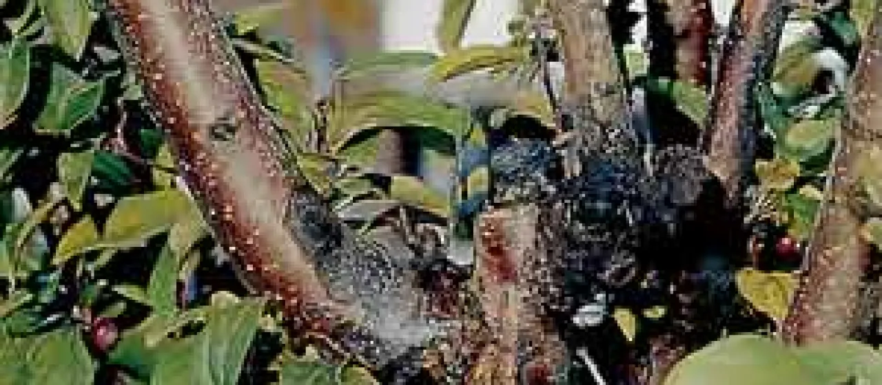 Apple ring rot
